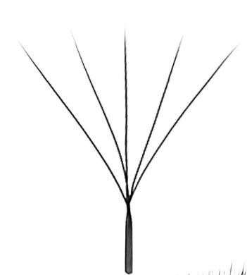 Strukturzeichnung von 5D-W-Wimpernextensions.