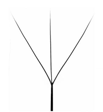 Strukturzeichnung von 3D-W-Wimpernextensions.
